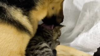 Tiny Kitten Taking First Steps! 🥺 3