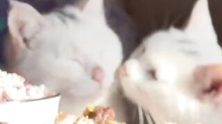 Bath Time Disaster for This Cat! 5