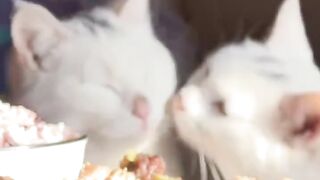 Dog Terrified of a Tiny Kitten! 3