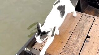 Invisible Maze Challenge for Cat! 4