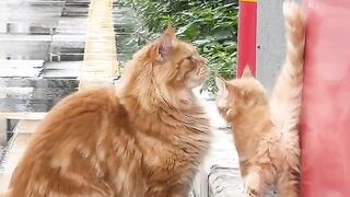 Cat Bringing Me Weird Gifts! 4