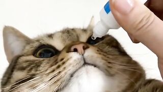 Relaxing Cat Purring Sounds for Sleep 💤 4