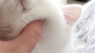 Fat Cat Trying to Fit in Small Bowl! 4