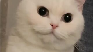 Cat Answering When Called! So Smart! 4