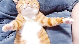 Extreme Cat Parkour in the Living Room! 4