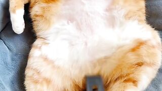 Cat Discovering Ice for the First Time! 4