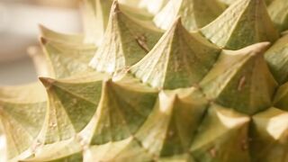 durian 2