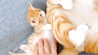 Cat Refuses to Walk on Leash! 😂 4
