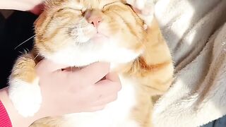 Cat Massage Spa Day! So Relaxed! 4