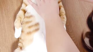 Cat Jealous of the New Baby! 4