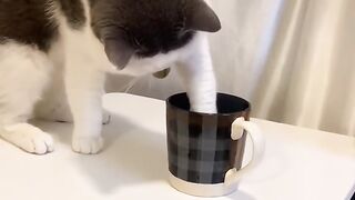 The Loudest Kitten in the World! 📢 4