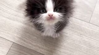 Cat Trying to Stay Awake! So Sleepy! 3