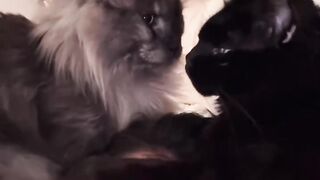 Cat Fighting a Stuffed Tiger! 4