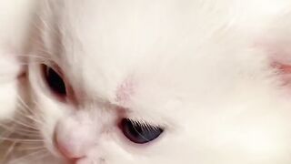 Cat Rolling in Catnip! Pure Joy! 4