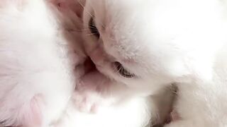 Cat Stuck on the Ceiling Fan! 😂 3