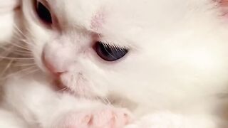 Cat Gently Waking Up Owner! 4