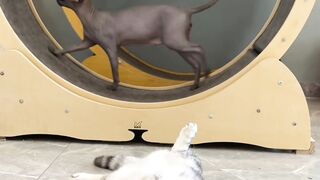 Cat Making Biscuits on a Soft Blanket! 4