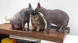 Ultimate Cat Fails Compilation 2026! 4