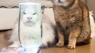 Kitten Meets Dog for the First Time! 🥺 4