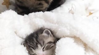 Cat Enjoying a Sunbeam! Aesthetic Video! 4