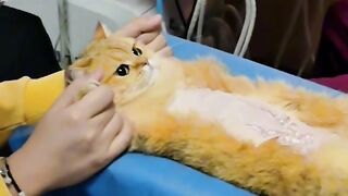 Cat Escaping from a Locked Room! Genius! 4