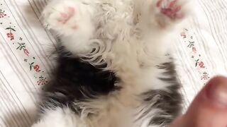 Cat Addicted to Olives! Weird Diet! 4