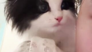 Cat Adopts an Orphaned Squirrel! 4