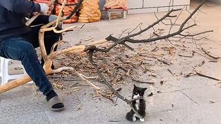 Cat Ringing a Bell for Treats! 4