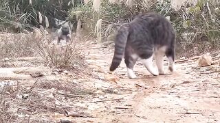 Cat Falling Asleep Sitting Up! 3