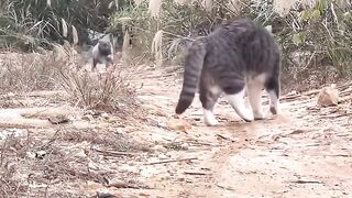 Cat Reacting to a Magic Trick! 🪄 4