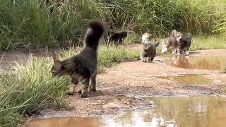 Cat Protecting Owner from a Bug! 4