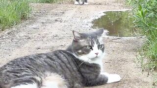 Cat Trying to Drink from a Straw! 7