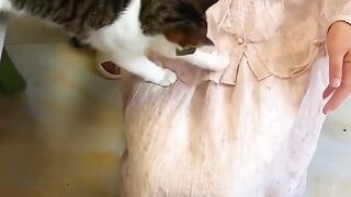 Cat Loving a Belly Rub! Rare Footage! 4