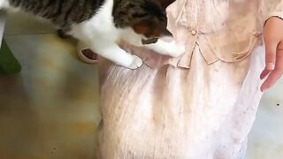 Cat Eating Watermelon! ASMR Crunches! 4