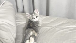 Cat Knocking Everything off the Table! 4