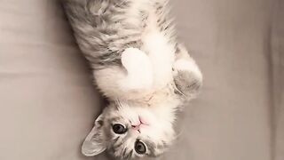 Cat Hiding in a Grocery Bag! Surprise! 4