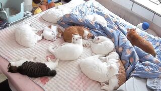 Cat Watching Horror Movie! Scared Reaction! 4