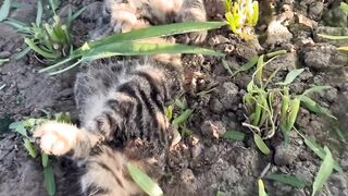 Cat Smiling for the Camera! 📸 4
