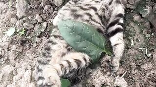 Cat Sliding into a Box like a Boss! 4