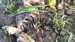 Cat Refusing to Wake Up! Heavy Sleeper! 4