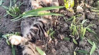 Cat Getting a Brain Freeze! 😂 4