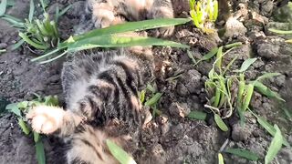 The Most Talkative Cat Ever! 🗣️ 4