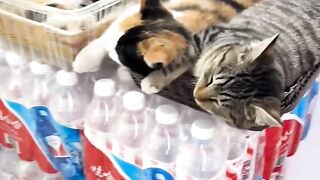 Cat Tries to Catch Fish on TV! 4