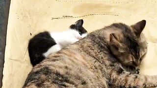Fierce Cat Protects House from a Bug! 4