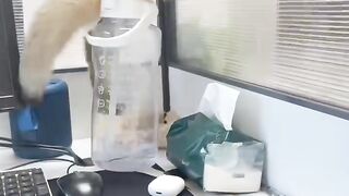 Cat Meets a Mirror for the First Time! 4