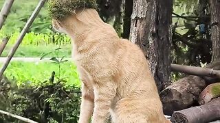 Cat Sings a Duet with Owner! 4