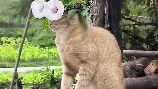 Cat Hates the New Vacuum Cleaner! 4