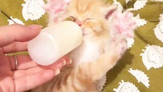 Cat Bringing a Toy to Bed! 4