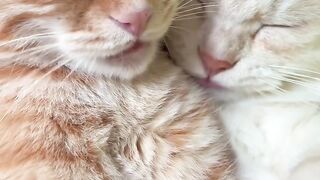 Cat Yelling at the Closed Door! 4