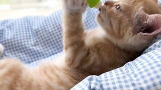 Cat Meets a Baby Chick! 🐥 4